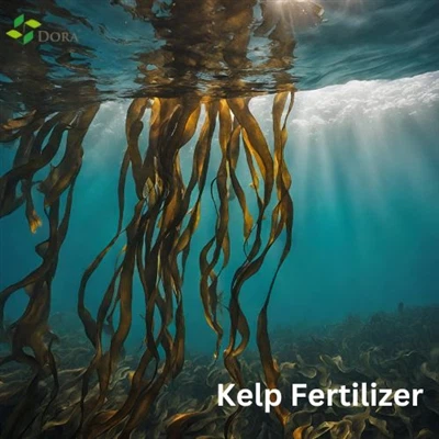 More Things You Could Know About The History Of Seaweed Fertilizer